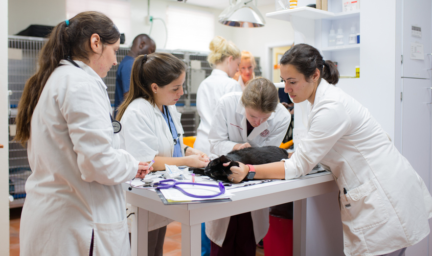 Vet students at St. George's University