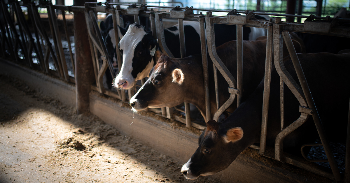 Sgu Faculty Collaborate On Groundbreaking Cattle Vaccine Research