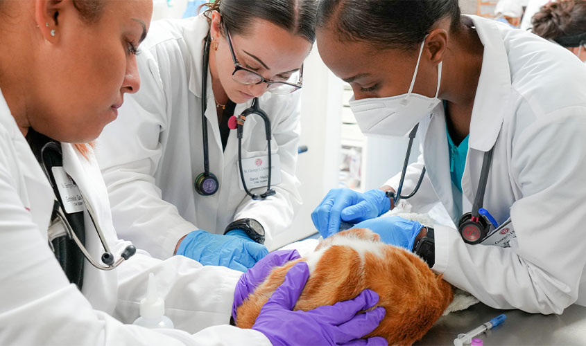 Vet small animal clinic with cat