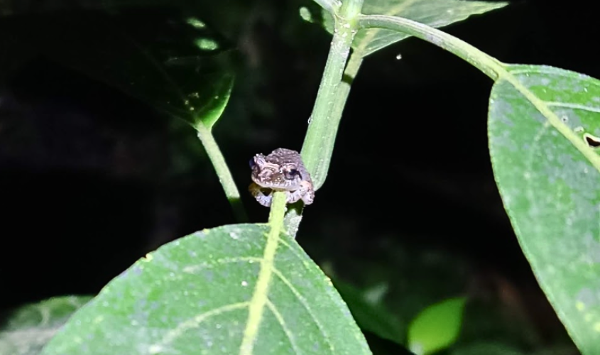 Grenadian frog