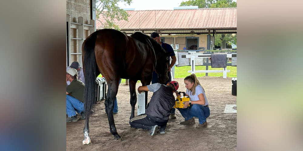 Dr. Cuesta Amado treating a horse