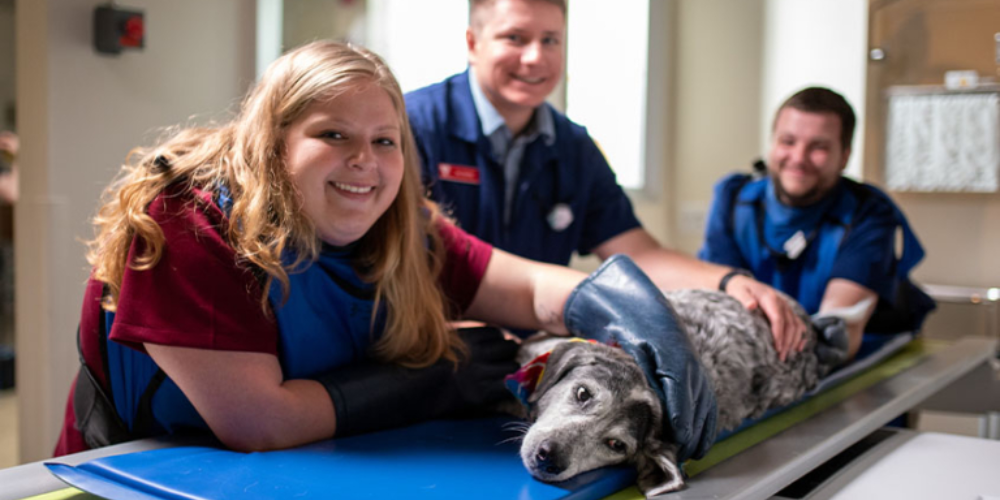 Veterinary students standing over a dog on an examination table